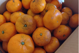 【農薬・化学肥料不使用】神奈川産　大津みかん　10kg (訳あり)
