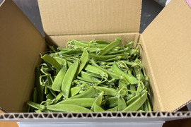 和歌山県産【絹さや】（秀品）1キロ