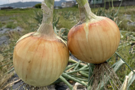 新タマネギ　人気品種・七宝　農薬不使用・化学肥料不使用　箱込み5kg