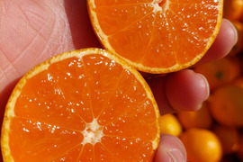 有田みかん【完熟ゆら早生】2kg（箱込）