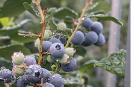 大きく食べやすい！ブルーベリー『品種ミックス』125gx12p