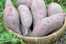 【農薬化学肥料不使用】一カ月熟成ねっとり紅はるか・皮までおいしい 5キロ