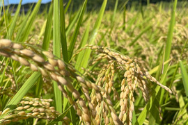 【令和7年新米】つやつや❗️もっちもち‼️福岡のお米 新米夢つくし（2kg)