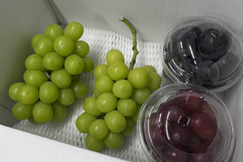 品種おまかせの通販｜ぶどう｜食べチョク｜産地直送(産直)お