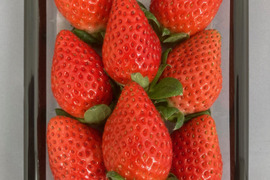 広島県北広島町産いちご「かおり野2L～3Lサイズ6～8粒入り」4Ｐ