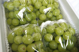 訳あり】朝採れ新鮮！藤稔4kg箱：岡山県産の藤稔｜食べチョク