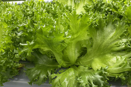 植物工場で栽培したフリルレタス！500g入り！（月木収穫してます！月木のAM発注なら即日出荷可能！！）
