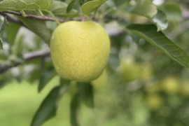 黄色りんごの定番!王林 3キロ(8〜12個)家庭用