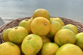 🍂今だけ！秋の始まりを告げる🍂🍊 極早生みかん ５キロ【農薬節減、除草剤不使用】太陽の恵みを浴びて 秋の入口だけの特別な味わい✨
