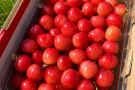 🍒週末限定セール🍒【朝どれ】《佐藤錦》さくらんぼ 山形県東根産 500g L.2L 秀・特秀品 バラ詰め