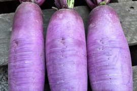 【農薬・化学肥料不使用】自然農法で育った紫大根　3本パック