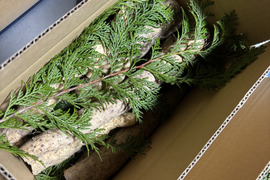 【産地箱詰め】形は不揃い、粘りは１級品。自然薯カット１㎏箱