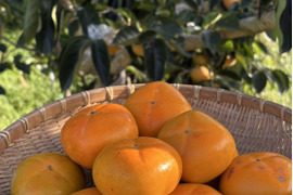 和歌山のたねなし柿 お試しSサイズ2kg（12個）ご家庭用