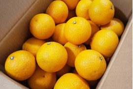 小ぶりでごめんね！スイートスプリング大量（６．５キロ）