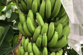 商品追加メニュ－ 皮まで食べるバナナの新常識です！！ 愛媛県鬼北町 純国産　高級スマイルイン・バナナ　2本