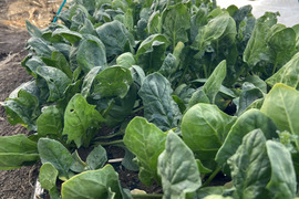 ほうれん草と季節のお野菜セット （標準サイズ）