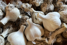 訳あり土付き「田子にんにくLサイズ15玉」約1㎏【7月中旬以降お届け】