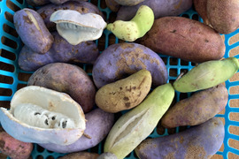 あけび　３キロ　天然　京都産　アケビ