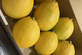 【安心安全！】農薬不使用　国産レモン（完熟）4.5kg