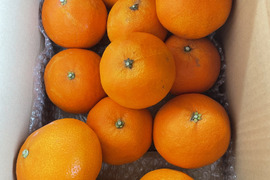 プルプルジューシー！！まどんな(訳あり) 3キロ