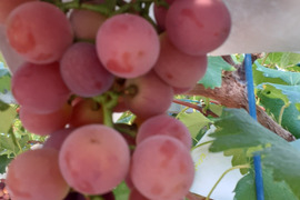 】【２０２６年発送受付】グロスクローネ２～3房　ご家庭用約1.5㎏