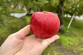 【小玉りんご】福価格20%オフ ふじ！りんごの王様【家庭用5kg】