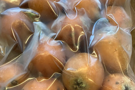 訳あり特価！【まるごと冷凍 加工用びわ約2㎏】栽培期間中 農薬不使用！