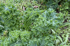 ふわっと柔らかカリーノケール
— 初めての方こそ違いがわかる、特別仕立て —