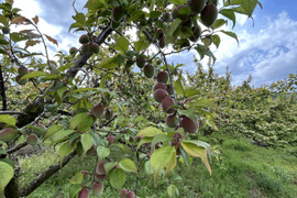 和歌山県産鶯宿梅ジュースやシロップに！　5kg