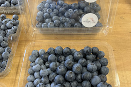 【夏ギフト】美味しい摘みたてブルーベリー（中粒～大粒）！【埼玉県産】※生食用でも、加工用でもご利用いただけます。※発送直前に収穫します。