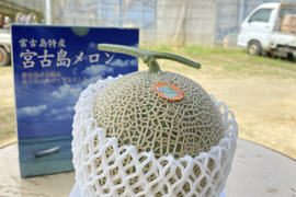 ☆旬です☆宮古島春メロン
