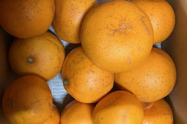 濃熟せとか（大玉３Ｌクラス）お試し用1.8㎏