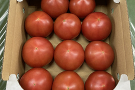 地元で人気の美味しい大玉トマト(2kg〜3kg)