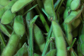 【選べる】オーガニック野菜セット(6品)