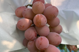 🍇ぶどうグランプリ銅賞🏆稀少品種！極甘クイーンニーナ2房（1kg）【夏ギフト】8月中旬発送