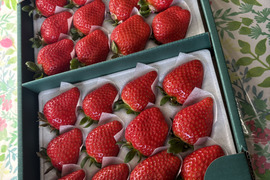 人気品種の大玉いちご！厳選２品種食べ比べセット！！（18～24粒）