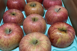 すぐ発送！
2箱分蜜入りチェック済！3キロ10-13玉葉取らず農薬半減栽培樹上完熟蜜入サンふじ　蜜ライトにて光を通すかチェックします！　りんご