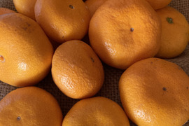 【温州みかん】みかん色の恋〜♪　大津みかん(大津4号)　Sサイズ3kg