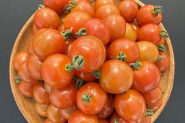 たっぷりミニトマト2kg｜福島県大熊町産｜サンゴ砂礫農法｜家庭用