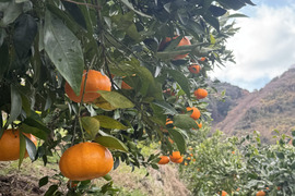 愛媛県今治関前岡村産甘平みかん2キロ（箱込）農薬不使用　化学肥料不使用