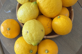 【数量限定・訳ありでお得】
マイヤーレモン／ビラフランカ／璃の香
3種おまかせレモンセット