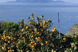 食べたらやみつき！【絶品】　糖度15度以上『興津早生みかん』　5kg