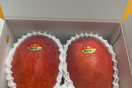 ★数量限定★沖縄県産 完熟マンゴー1kg（2~3玉）！