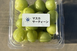 【まずは食べてみて】マスカサーティーン＋農園おすすめ1種｜粒で楽しむぶどう食べ比べ 約460g