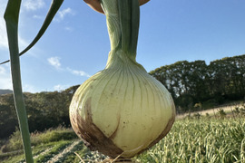 トロあま新玉ねぎ【農薬化学肥料不使用】とっても甘い10キロ30個以上