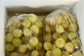 岡山県産✨種なし皮ごと✨紅環🍇そのまま食べやすく加工にもしやすい🎶粒入1.5kg以上