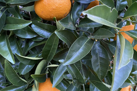 旬の柑橘　夏みかん