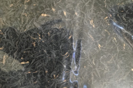 残り2袋　訳あり無選別ひじき100ｇ　通常ひじきの半額以下1188円
全体的に短く、色で判定する選別機械でははじかれてしまう部分を色の違う部分も入っています。無選別のため特価です
