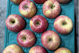 ”お得” 果汁たっぷり特別栽培りんご「サンふじ」（家庭用訳あり・3㎏）