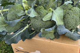 数量限定！1月３日から発送！茎までやわらか！こだわりブロッコリー！